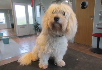 Hundesalon alt for hunden - før og efter Simba