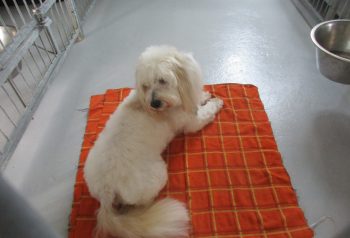 Hundesalon alt for hunden - før og efter Simba