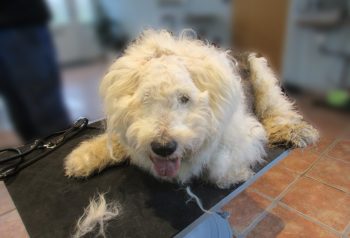 Hundesalon alt for hunden - før og efter Viggo