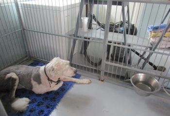 Hundesalon alt for hunden - før og efter Viggo