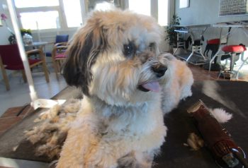 Hundesalon alt for hunden - før og efter Molly &Alma