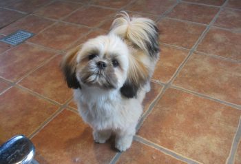 Hundesalon alt for hunden - før og efter Molly &Alma