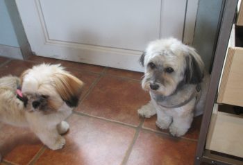 Hundesalon alt for hunden - før og efter Molly &Alma