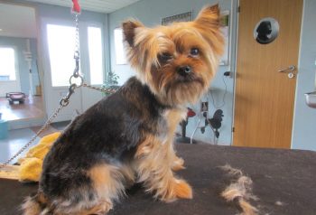 Hundesalon alt for hunden - før og efter Buster