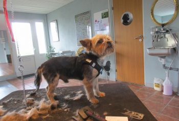 Hundesalon alt for hunden - før og efter Buster