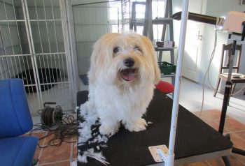 Hundesalon alt for hunden - før og efter Matti