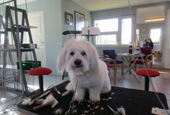 Hundesalon alt for hunden - før og efter Matti