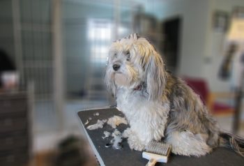 Hundesalon alt for hunden - før og efter Luna