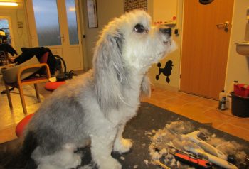 Hundesalon alt for hunden - før og efter Luna