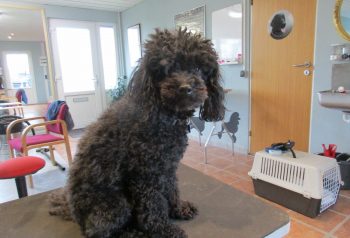 Hundesalon alt for hunden - før og efter Samson