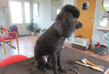 Hundesalon alt for hunden - før og efter Samson