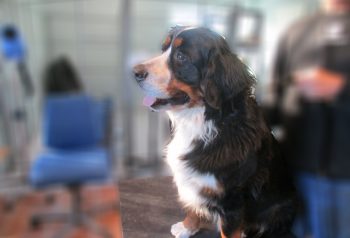 Hundesalon alt for hunden - før og efter Carlo