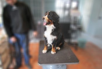Hundesalon alt for hunden - før og efter Carlo