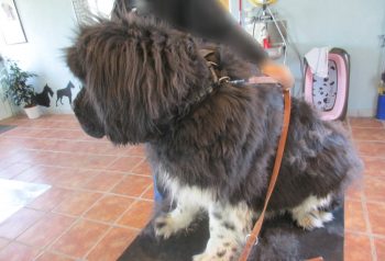Hundesalon alt for hunden - før og efter Kato