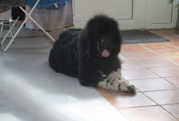 Hundesalon alt for hunden - før og efter Kato