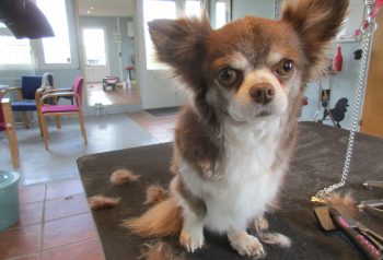 Hundesalon alt for hunden - før og efter Cocio & Mesha