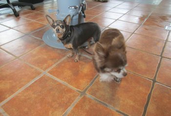 Hundesalon alt for hunden - før og efter Cocio & Mesha