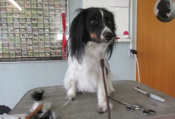 Hundesalon alt for hunden - før og efter Mikky