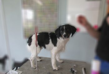 Hundesalon alt for hunden - før og efter Mikky