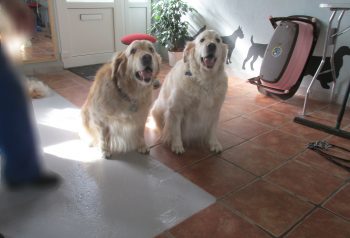 Hundesalon alt for hunden - før og efter Bamse & Toer