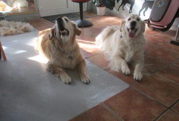 Hundesalon alt for hunden - før og efter Bamse & Toer