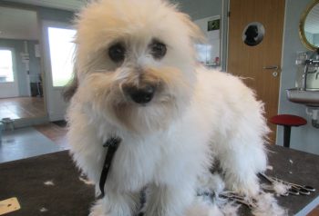 Hundesalon alt for hunden - før og efter Balther