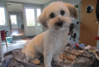 Hundesalon alt for hunden - før og efter Balther