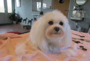 Hundesalon alt for hunden - før og efter Coco
