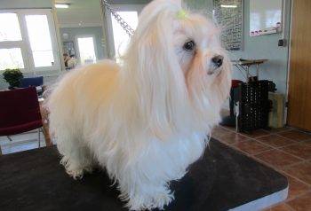 Hundesalon alt for hunden - før og efter Coco