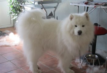 Hundesalon alt for hunden - før og efter Micki