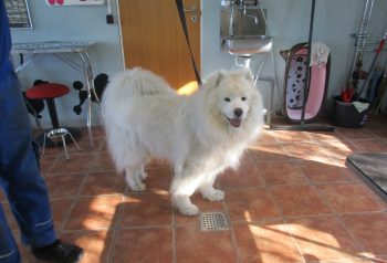 Hundesalon alt for hunden - før og efter Micki