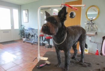 Hundesalon alt for hunden - før og efter Soffi