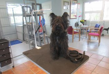 Hundesalon alt for hunden - før og efter Soffi