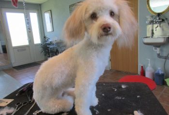 Hundesalon alt for hunden - før og efter Tilde