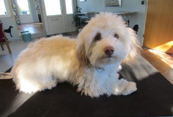 Hundesalon alt for hunden - før og efter Tilde