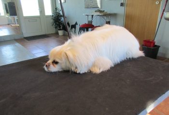 Hundesalon alt for hunden - før og efter Jepha
