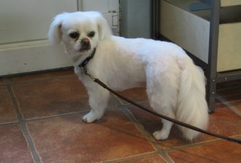 Hundesalon alt for hunden - før og efter Jepha