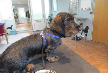 Hundesalon alt for hunden - før og efter Luffe