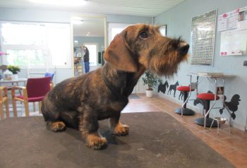 Hundesalon alt for hunden - før og efter Luffe