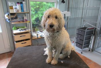 Hundesalon alt for hunden - før og efter Felix