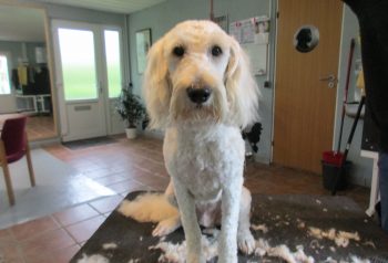 Hundesalon alt for hunden - før og efter Felix