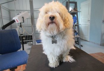 Hundesalon alt for hunden - før og efter Mikkel