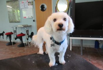 Hundesalon alt for hunden - før og efter Mikkel