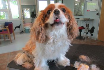 Hundesalon alt for hunden - før og efter Smila