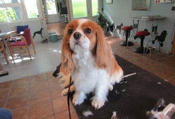 Hundesalon alt for hunden - før og efter Smila