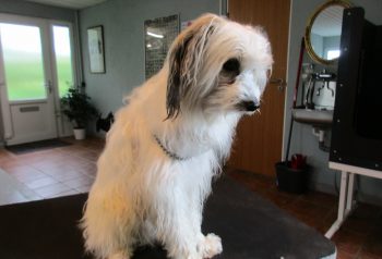 Hundesalon alt for hunden - før og efter Puff