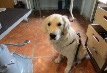 Hundesalon alt for hunden - før og efter Luna