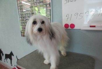 Hundesalon alt for hunden - før og efter Puff
