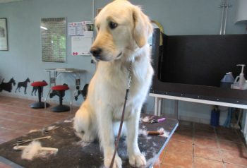 Hundesalon alt for hunden - før og efter Luna