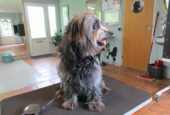 Hundesalon alt for hunden - før og efter Nico